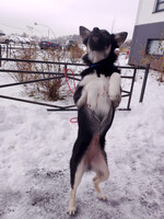 Собаки и кошки в добрые руки