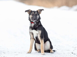 Собаки и кошки в добрые руки