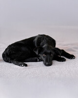 Собаки и кошки в добрые руки