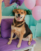 Собаки и кошки в добрые руки