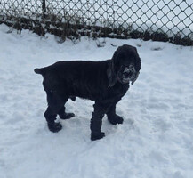 Собаки и кошки в добрые руки