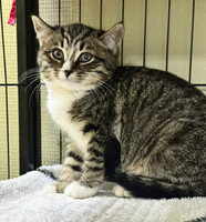 Собаки и кошки в добрые руки