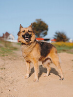 Собаки и кошки в добрые руки