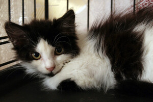 Собаки и кошки в добрые руки