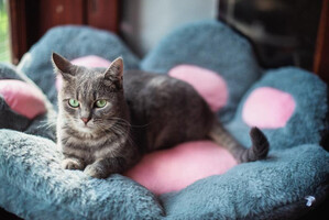 Собаки и кошки в добрые руки