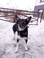 Собаки и кошки в добрые руки