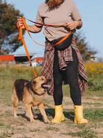 Собаки и кошки в добрые руки