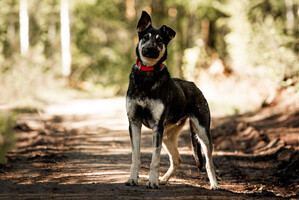 Собаки и кошки в добрые руки