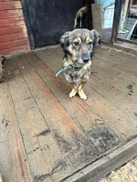 Собаки и кошки в добрые руки