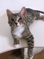 Собаки и кошки в добрые руки