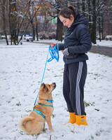 Собаки и кошки в добрые руки