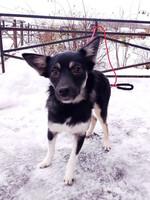 Собаки и кошки в добрые руки