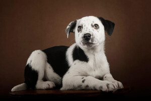 Собаки и кошки в добрые руки