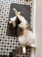 Собаки и кошки в добрые руки