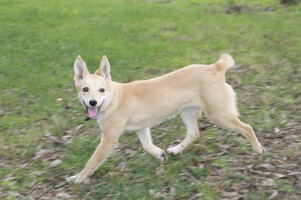 Собаки и кошки в добрые руки