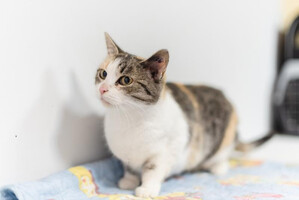 Собаки и кошки в добрые руки