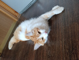 Собаки и кошки в добрые руки