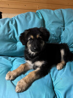 Собаки и кошки в добрые руки