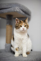 Собаки и кошки в добрые руки