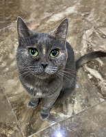 Собаки и кошки в добрые руки