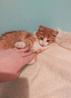 Собаки и кошки в добрые руки