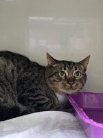 Собаки и кошки в добрые руки