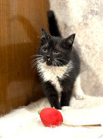 Собаки и кошки в добрые руки