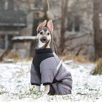 Собаки и кошки в добрые руки