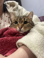 Собаки и кошки в добрые руки