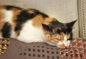 Собаки и кошки в добрые руки