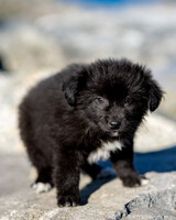 Собаки и кошки в добрые руки