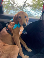 Собаки и кошки в добрые руки