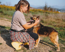 Собаки и кошки в добрые руки
