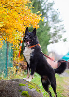 Собаки и кошки в добрые руки