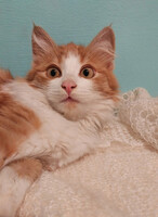 Собаки и кошки в добрые руки