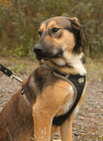 Собаки и кошки в добрые руки