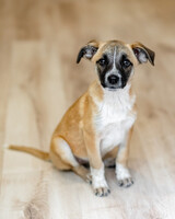 Собаки и кошки в добрые руки