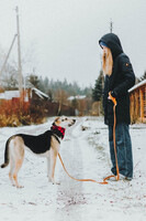 Собаки и кошки в добрые руки