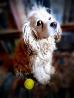 Собаки и кошки в добрые руки