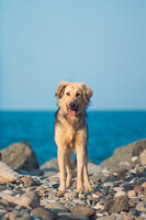 Собаки и кошки в добрые руки