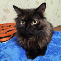 Собаки и кошки в добрые руки