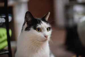 Собаки и кошки в добрые руки