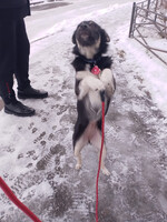 Собаки и кошки в добрые руки