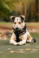 Собаки и кошки в добрые руки