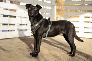 Собаки и кошки в добрые руки