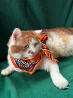 Собаки и кошки в добрые руки