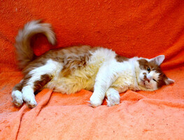 Собаки и кошки в добрые руки