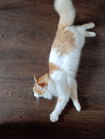 Собаки и кошки в добрые руки