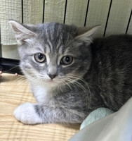 Собаки и кошки в добрые руки