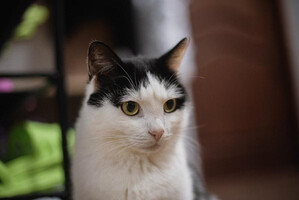 Собаки и кошки в добрые руки